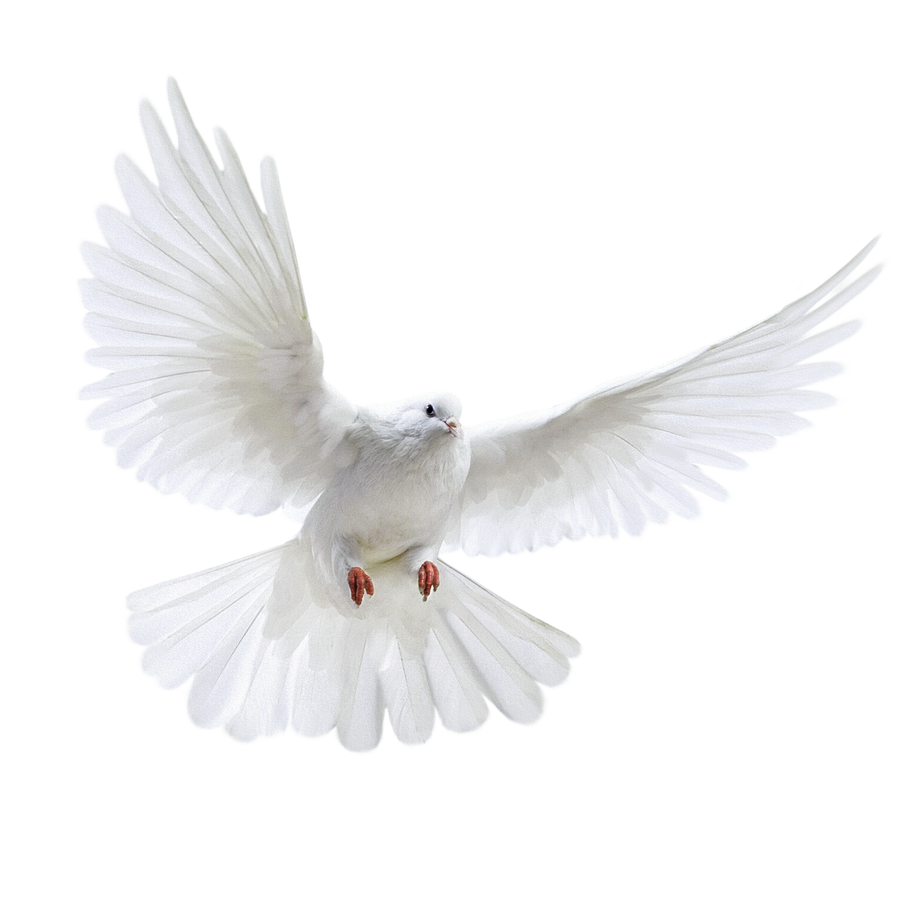 a png of a dove by agusrockforlife on deviantart.